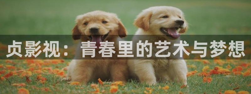 丝瓜成视频人：贞影视：青春里的艺术与梦想