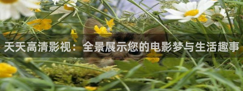 丝瓜视频无限观看：天天高清影视：全景展示您的电影梦与生活趣事